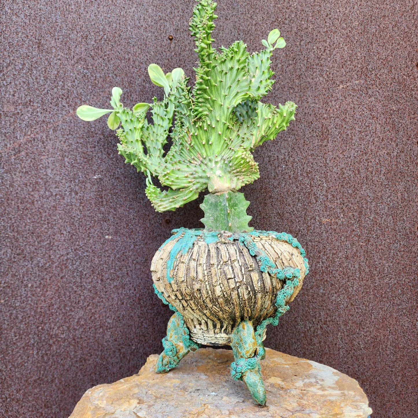 Euphorbia neriifolia cristata variegata - So big!!