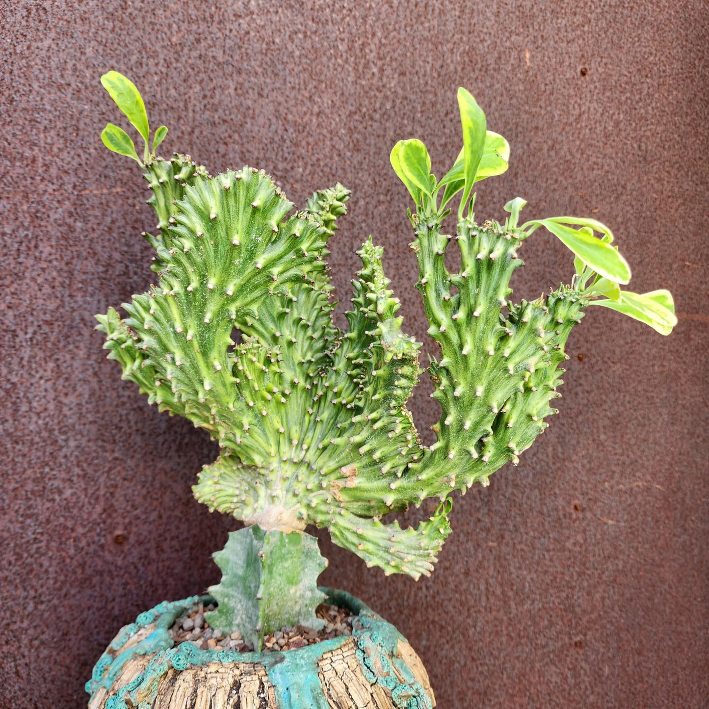 Euphorbia neriifolia cristata variegata - So big!!