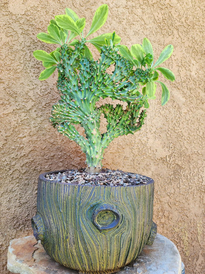 Euphorbia neriifolia cristata variegata - So big!!
