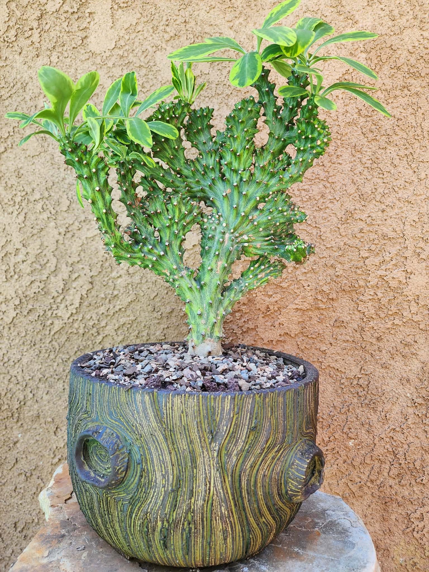 Euphorbia neriifolia cristata variegata - So big!!