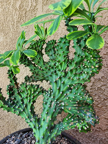Euphorbia neriifolia cristata variegata - So big!!