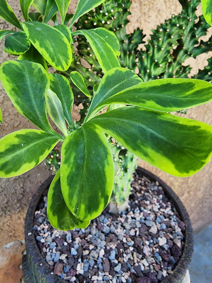 Euphorbia neriifolia cristata variegata - So big!!