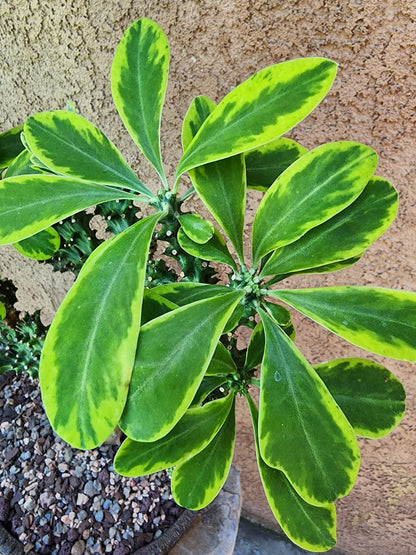 Euphorbia neriifolia cristata variegata - So big!!