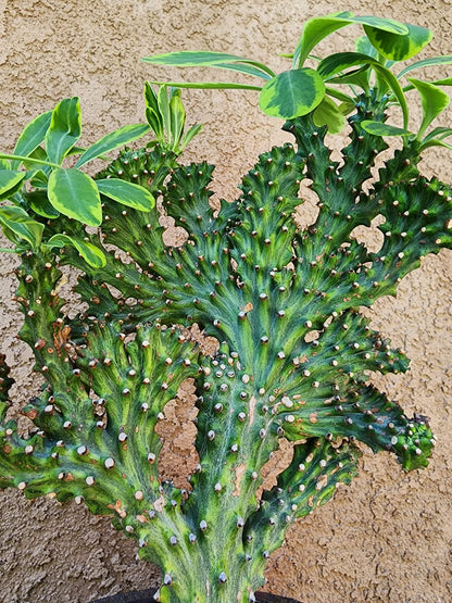 Euphorbia neriifolia cristata variegata - So big!!