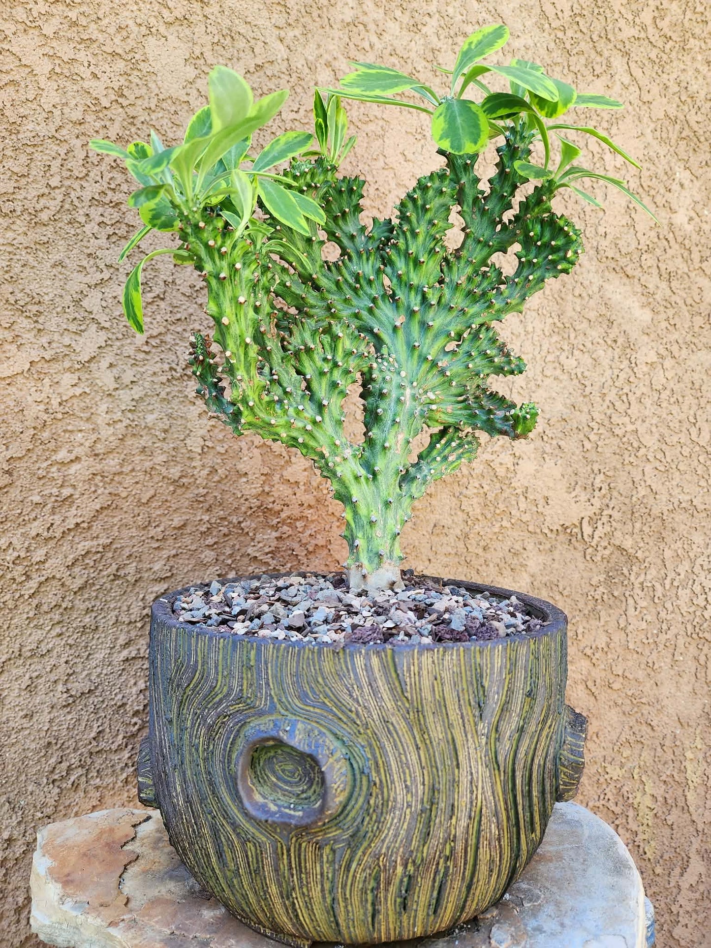 Euphorbia neriifolia cristata variegata - So big!!