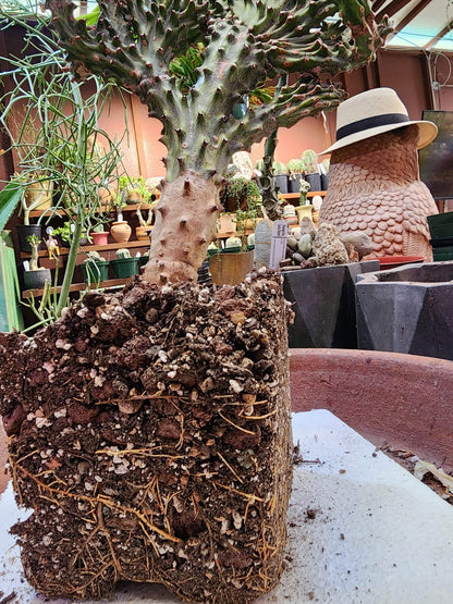 Euphorbia neriifolia cristata variegata - So big!!