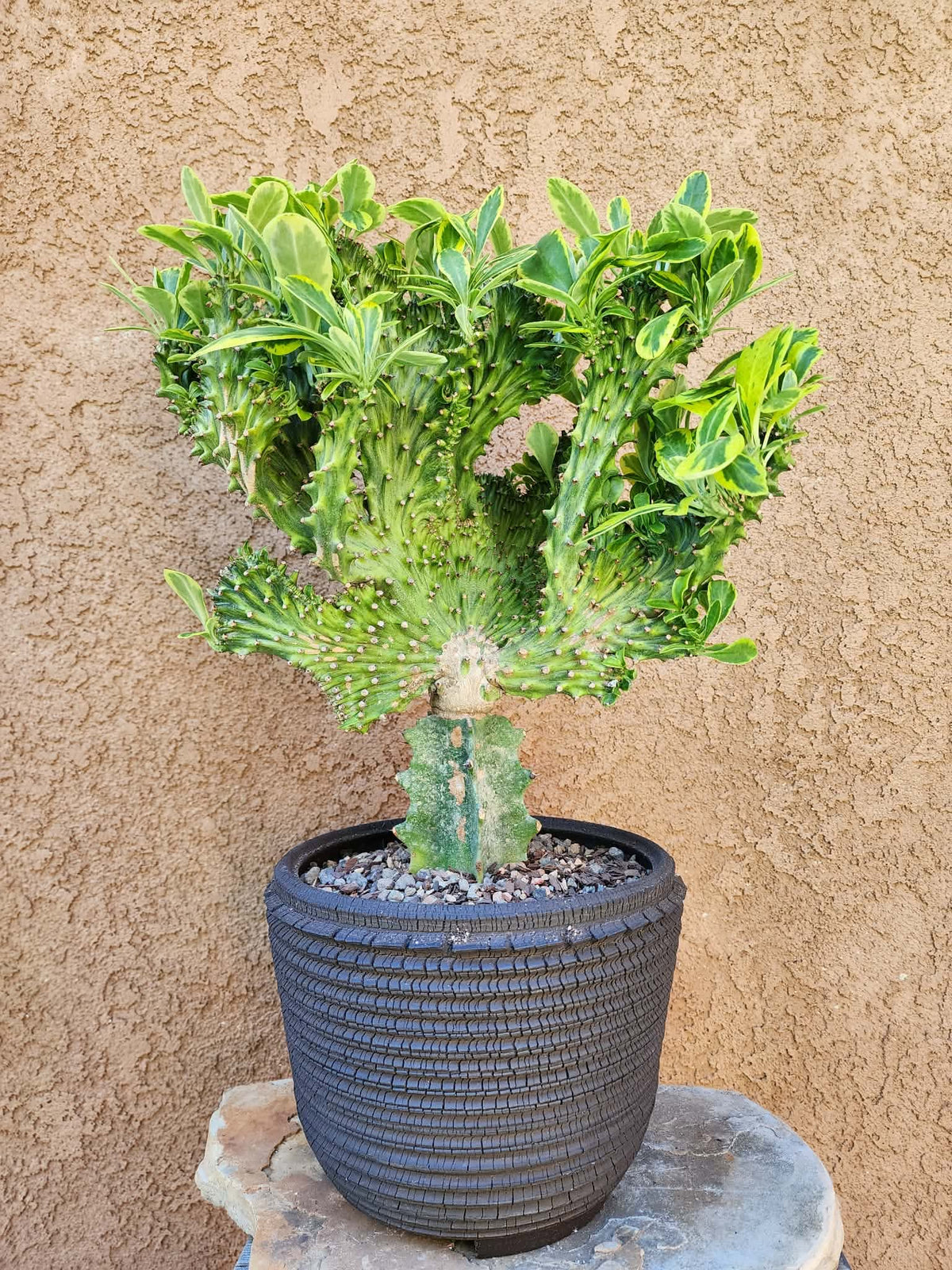 Euphorbia neriifolia cristata variegata - So big!!