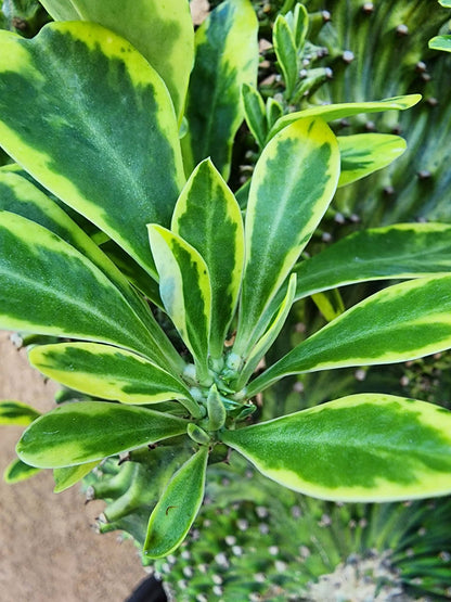 Euphorbia neriifolia cristata variegata - So big!!