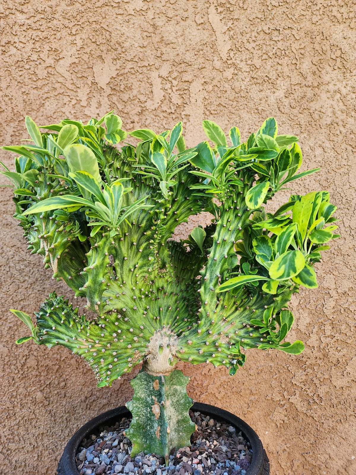 Euphorbia neriifolia cristata variegata - So big!!