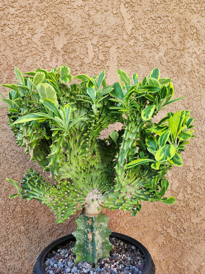 Euphorbia neriifolia cristata variegata - So big!!