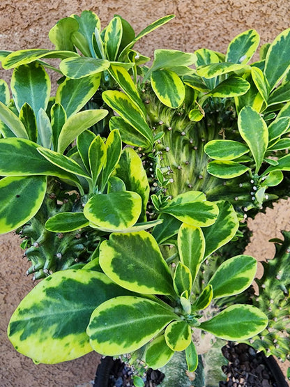 Euphorbia neriifolia cristata variegata - So big!!
