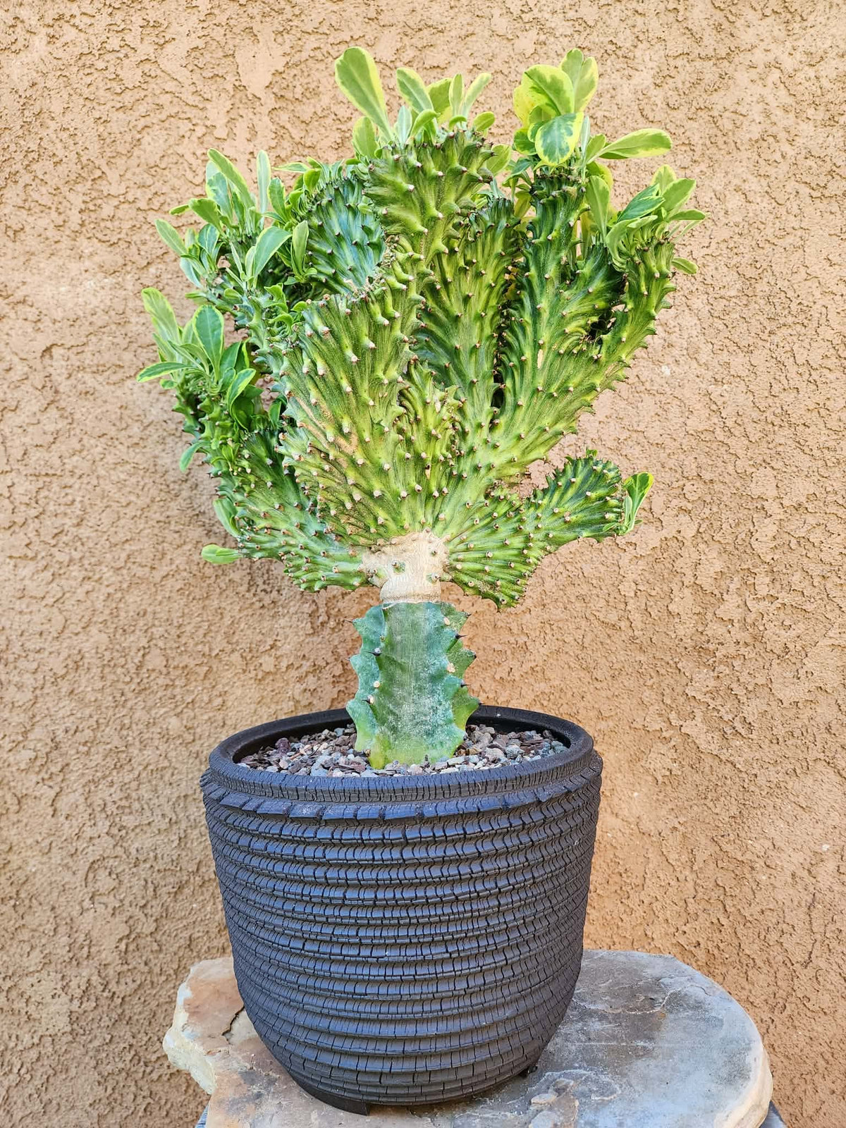 Euphorbia neriifolia cristata variegata - So big!!