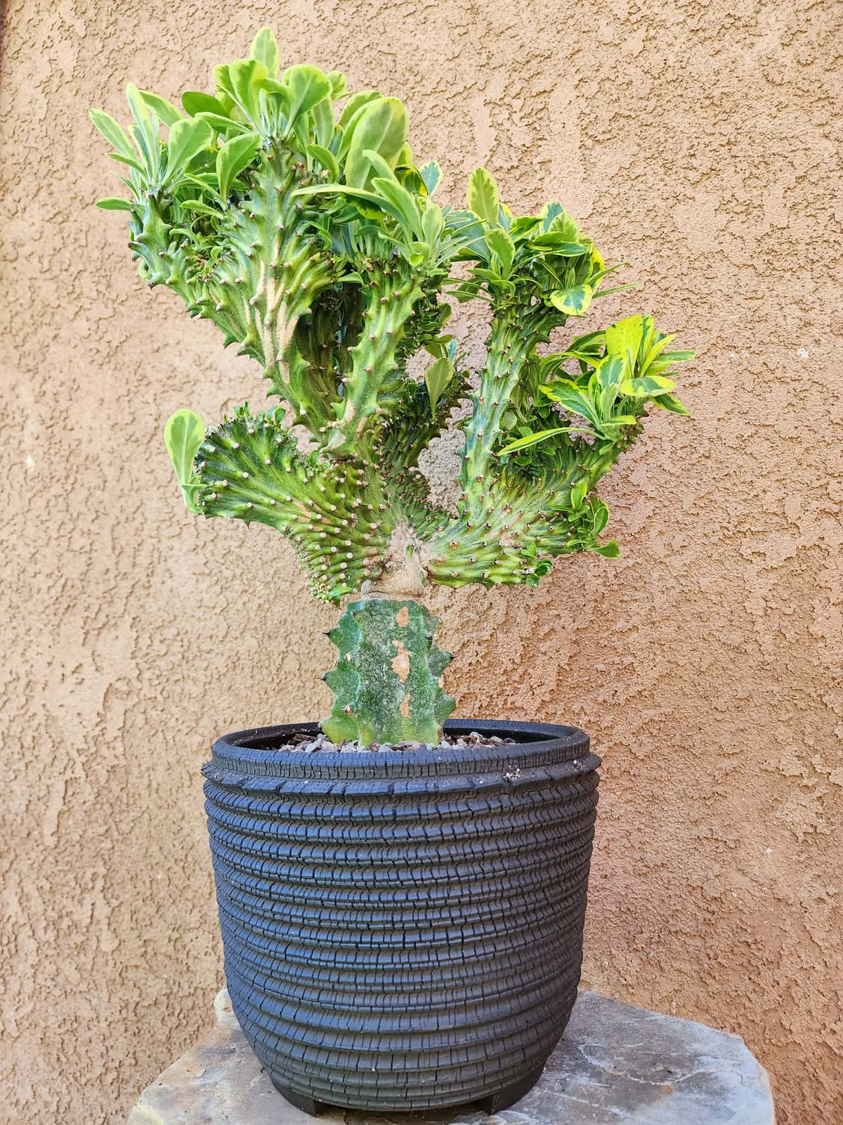 Euphorbia neriifolia cristata variegata - So big!!