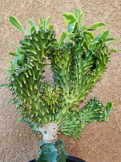 Euphorbia neriifolia cristata variegata - So big!!