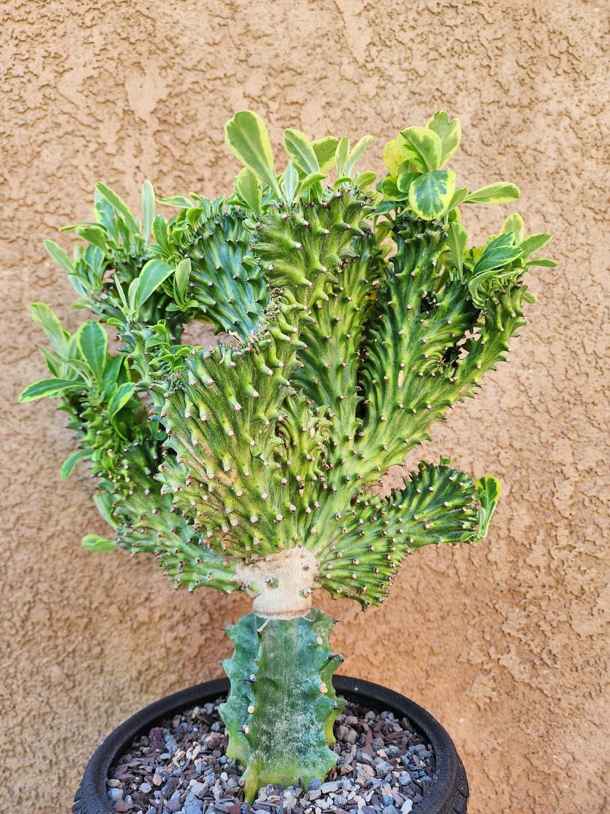 Euphorbia neriifolia cristata variegata - So big!!