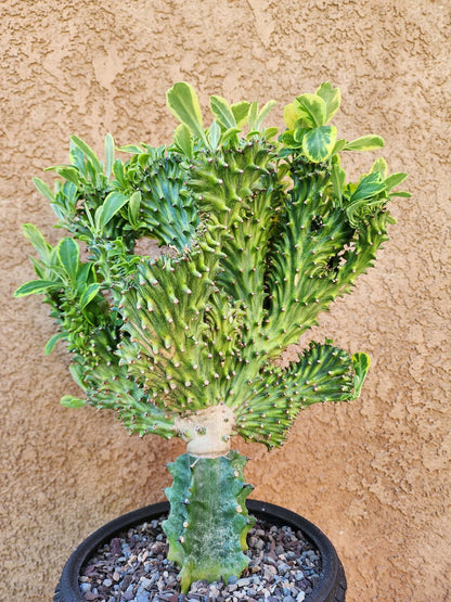 Euphorbia neriifolia cristata variegata - So big!!