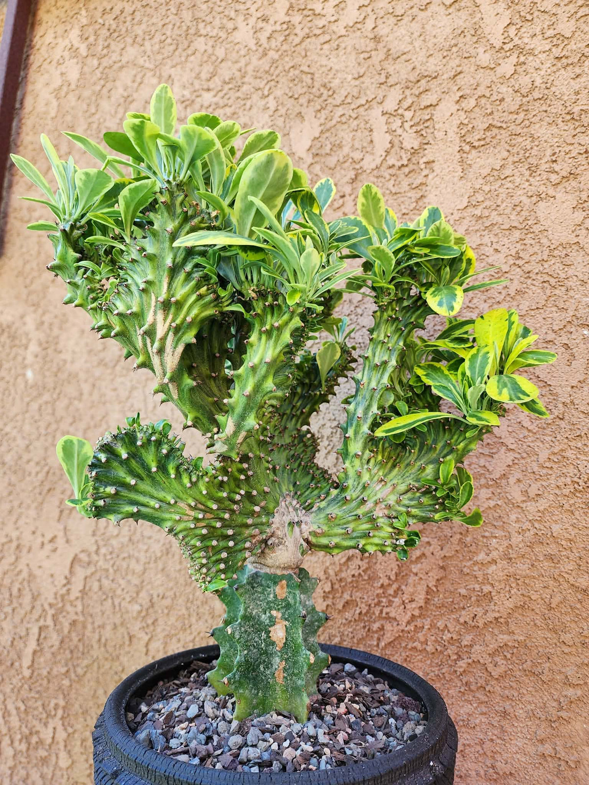 Euphorbia neriifolia cristata variegata - So big!!
