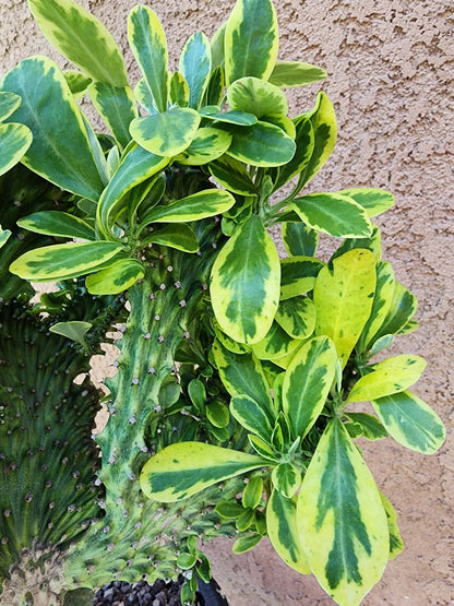 Euphorbia neriifolia cristata variegata - So big!!