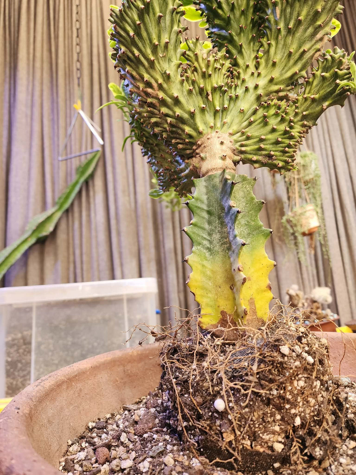 Euphorbia neriifolia cristata variegata - So big!!