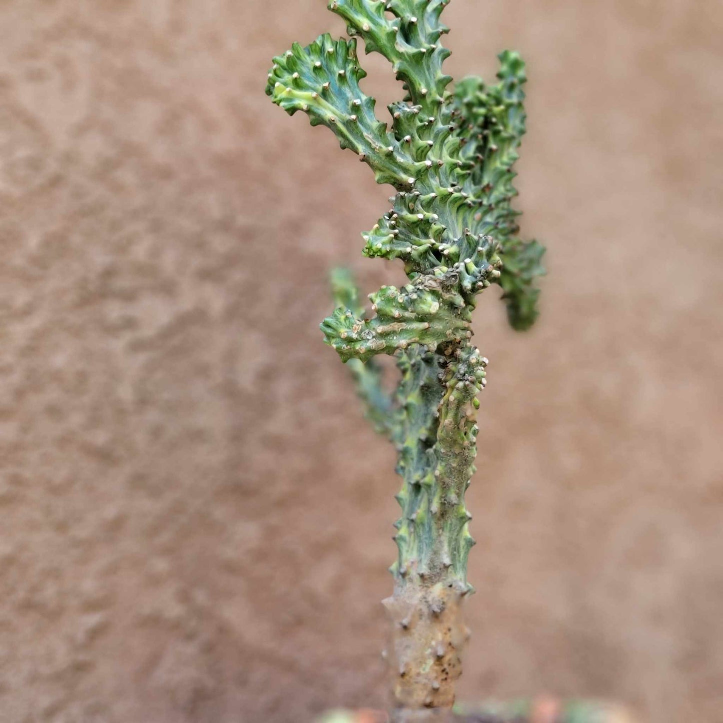 Euphorbia neriifolia cristata variegata