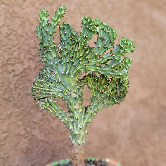 Euphorbia neriifolia cristata variegata