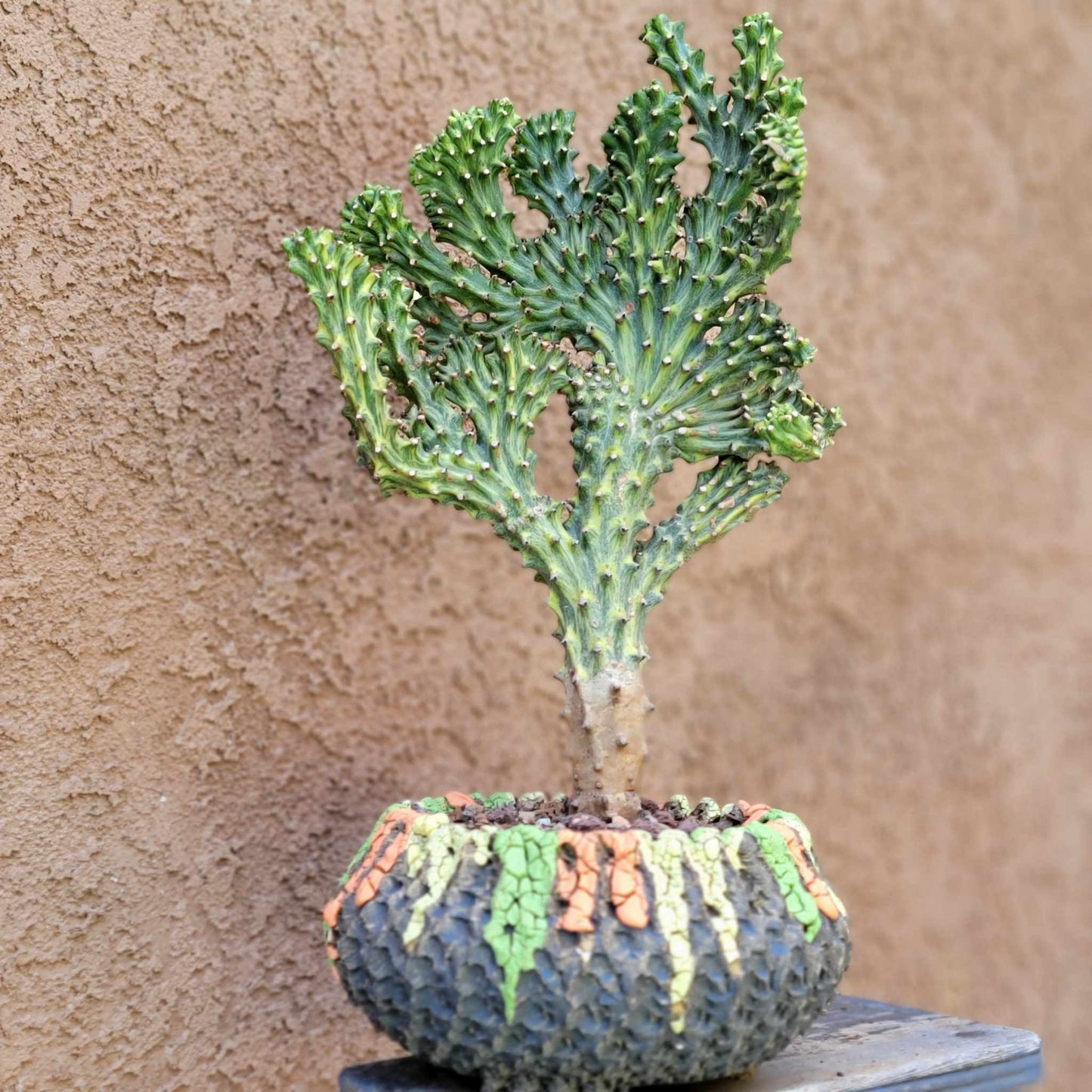 Euphorbia neriifolia cristata variegata