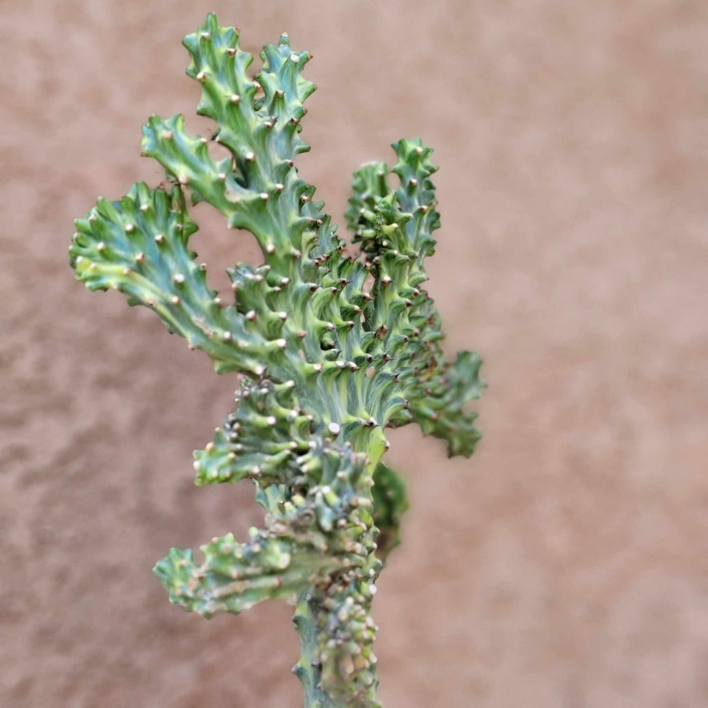 Euphorbia neriifolia cristata variegata