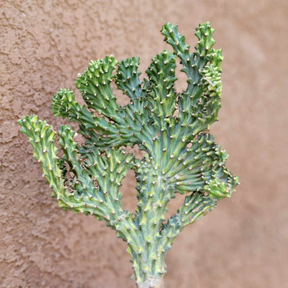 Euphorbia neriifolia cristata variegata