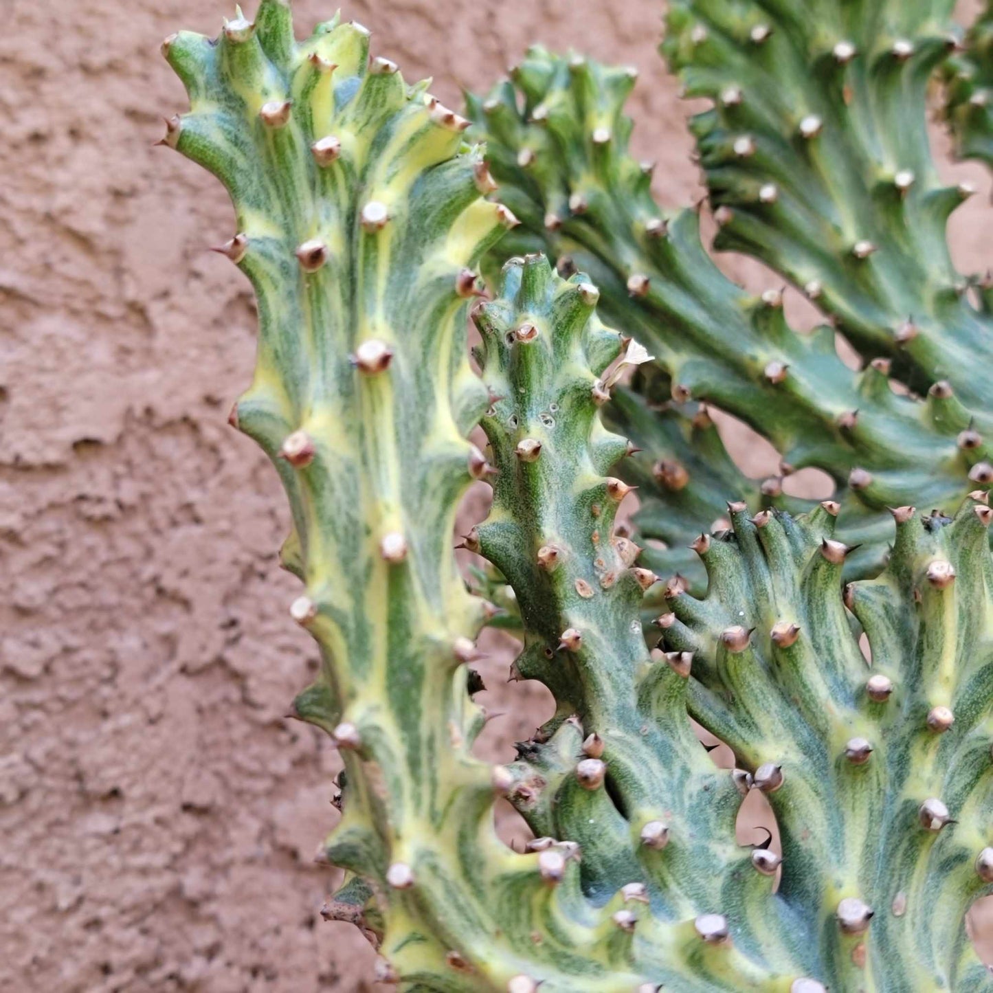 Euphorbia neriifolia cristata variegata