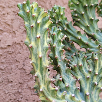 Euphorbia neriifolia cristata variegata