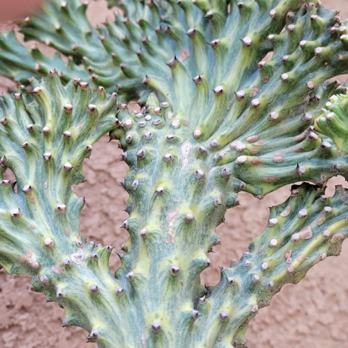 Euphorbia neriifolia cristata variegata