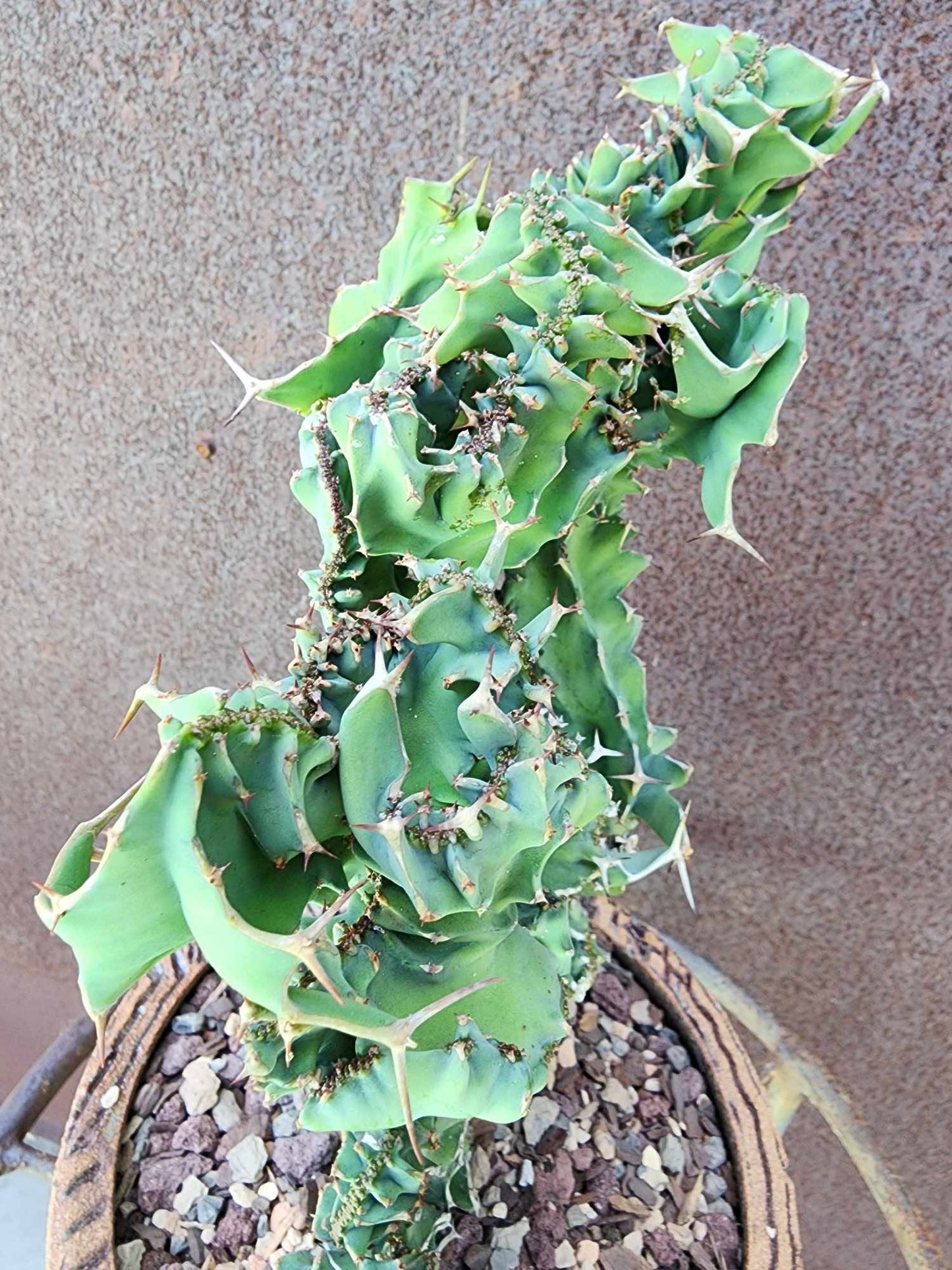 Euphorbia nyikae var. neovolkensii