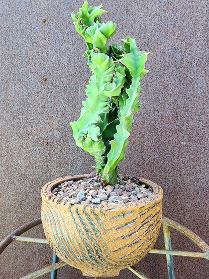 Euphorbia nyikae var. neovolkensii