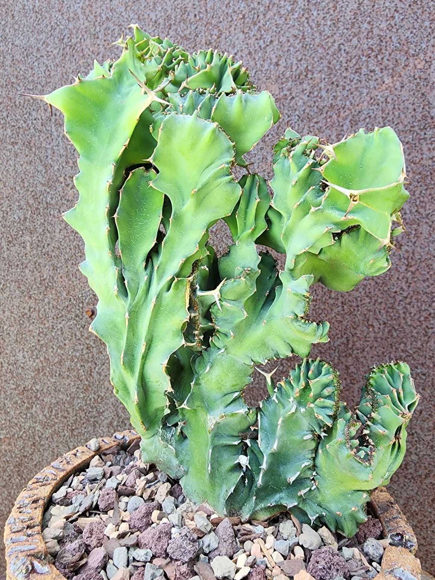 Euphorbia nyikae var. neovolkensii