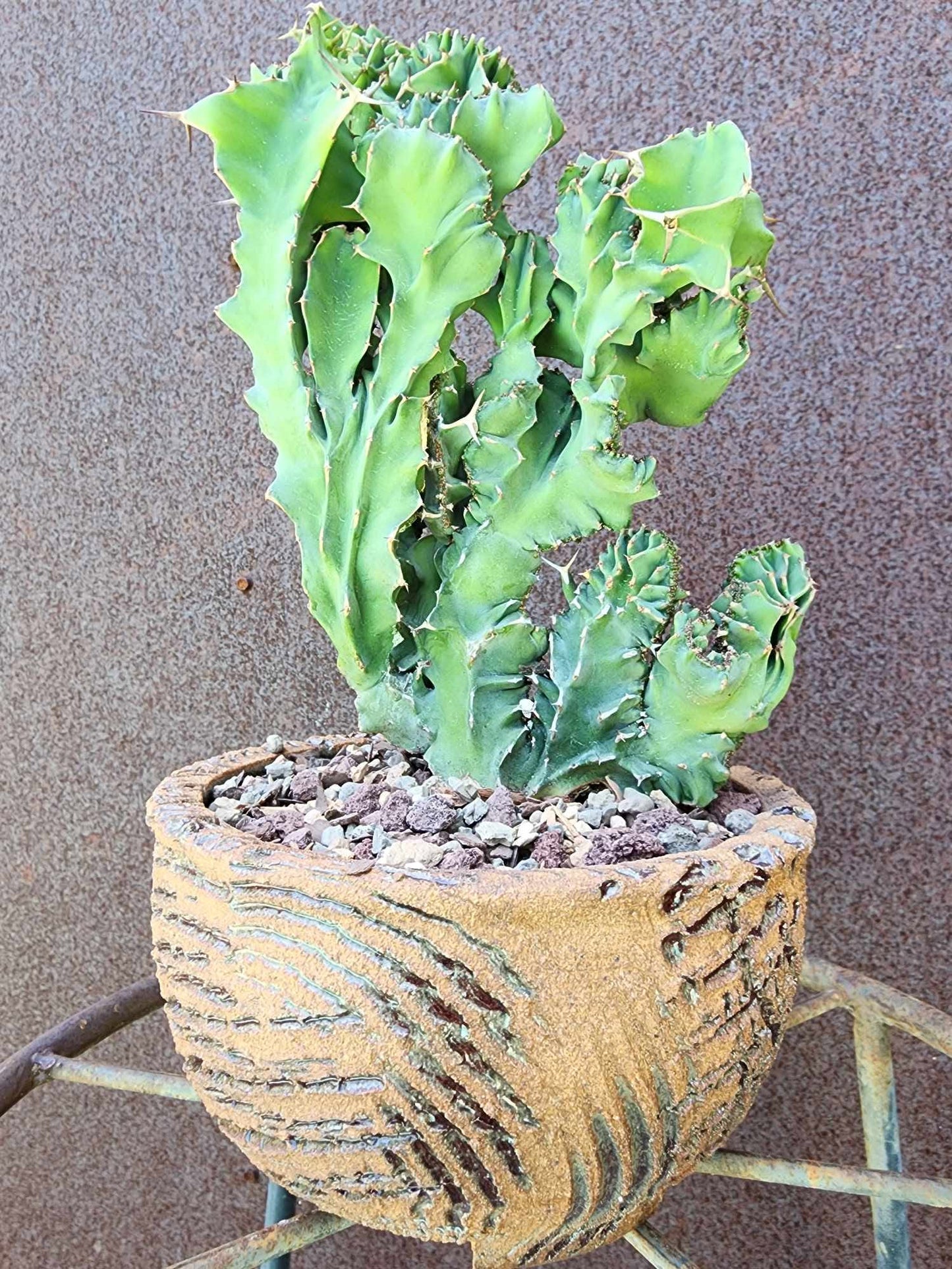 Euphorbia nyikae var. neovolkensii