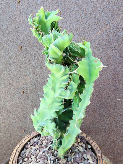 Euphorbia nyikae var. neovolkensii