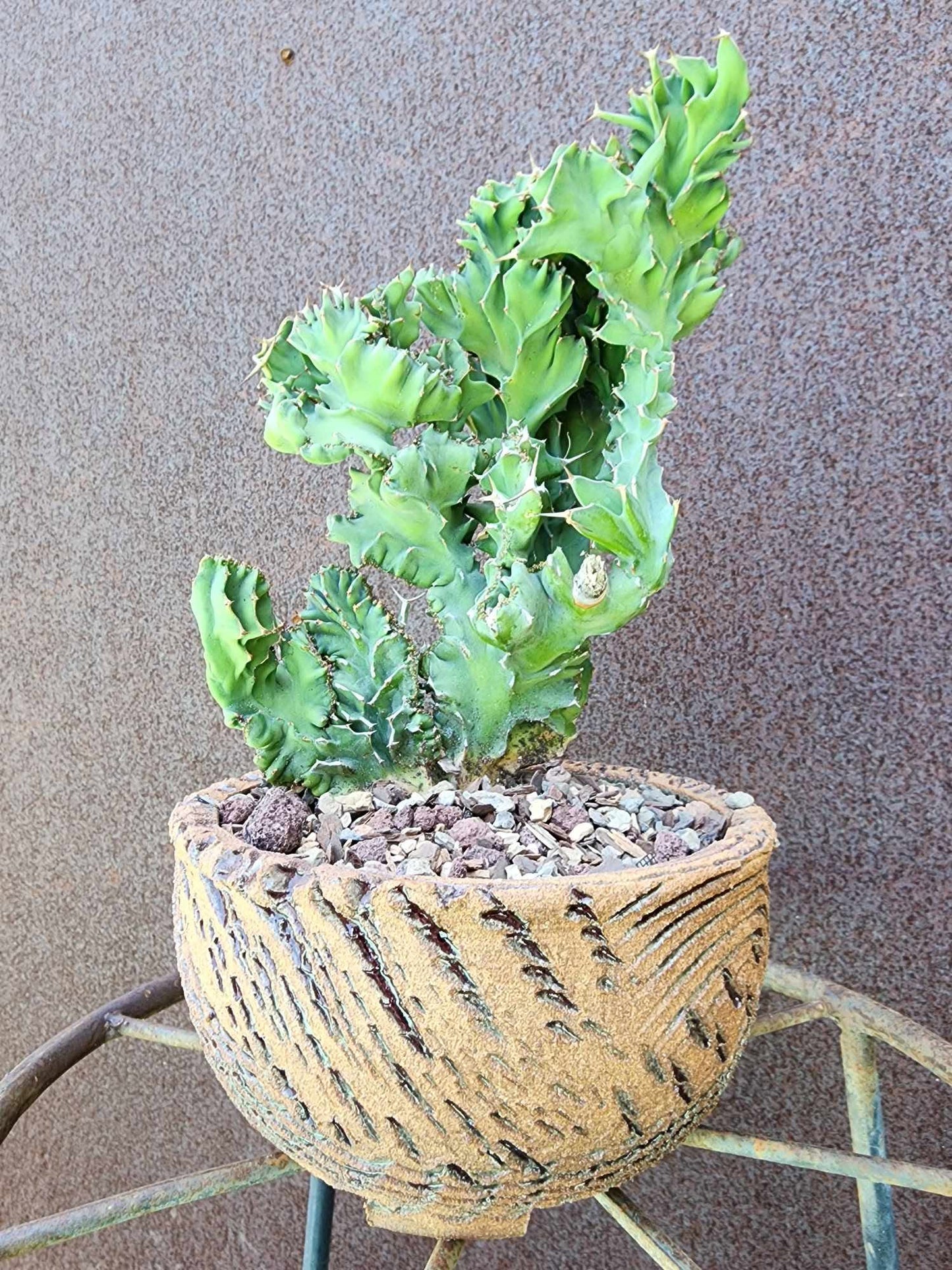 Euphorbia nyikae var. neovolkensii