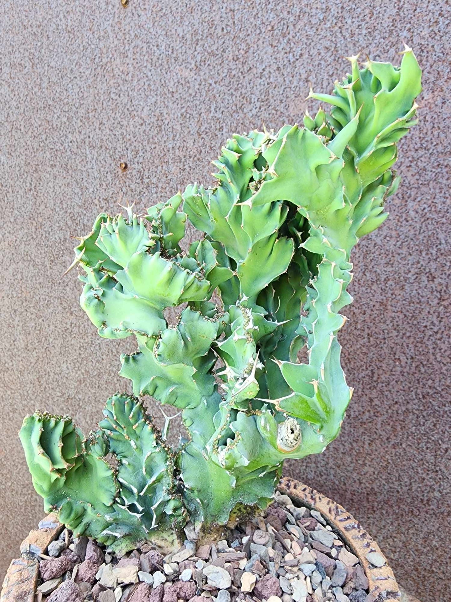 Euphorbia nyikae var. neovolkensii
