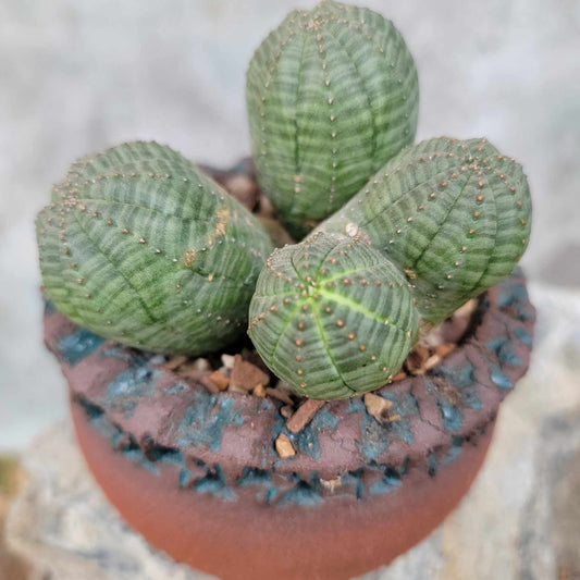 Euphorbia obesa - 5 Heads