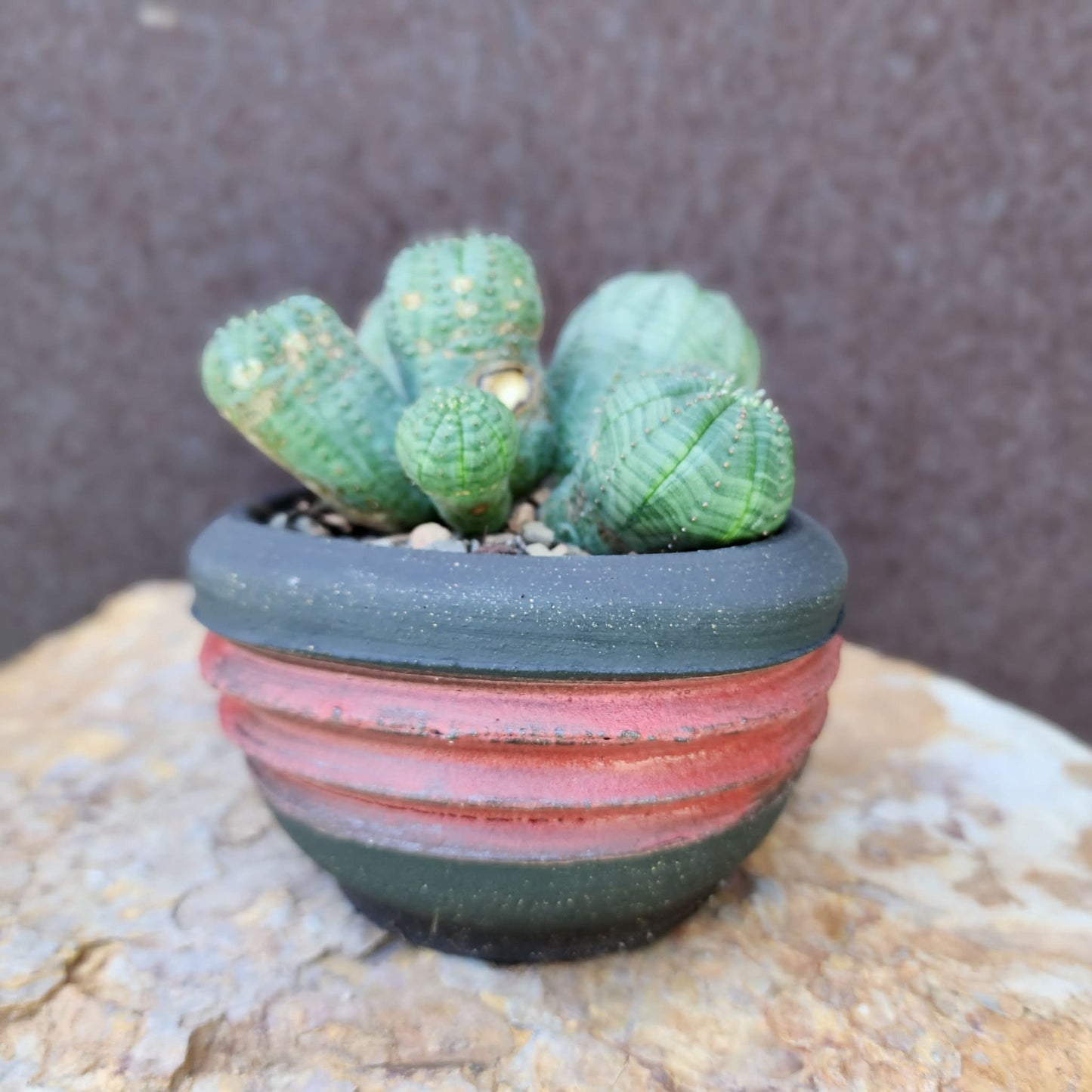 Euphorbia obesa - 6 Heads (Last one!)