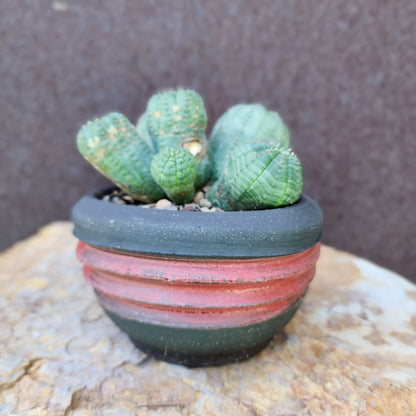 Euphorbia obesa - 6 Heads (Last one!)