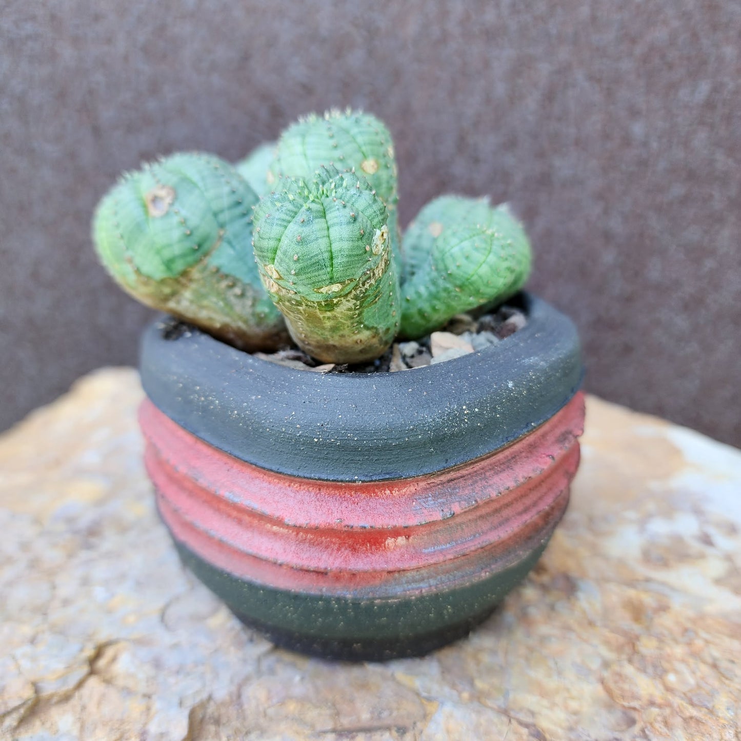 Euphorbia obesa - 6 Heads (Last one!)