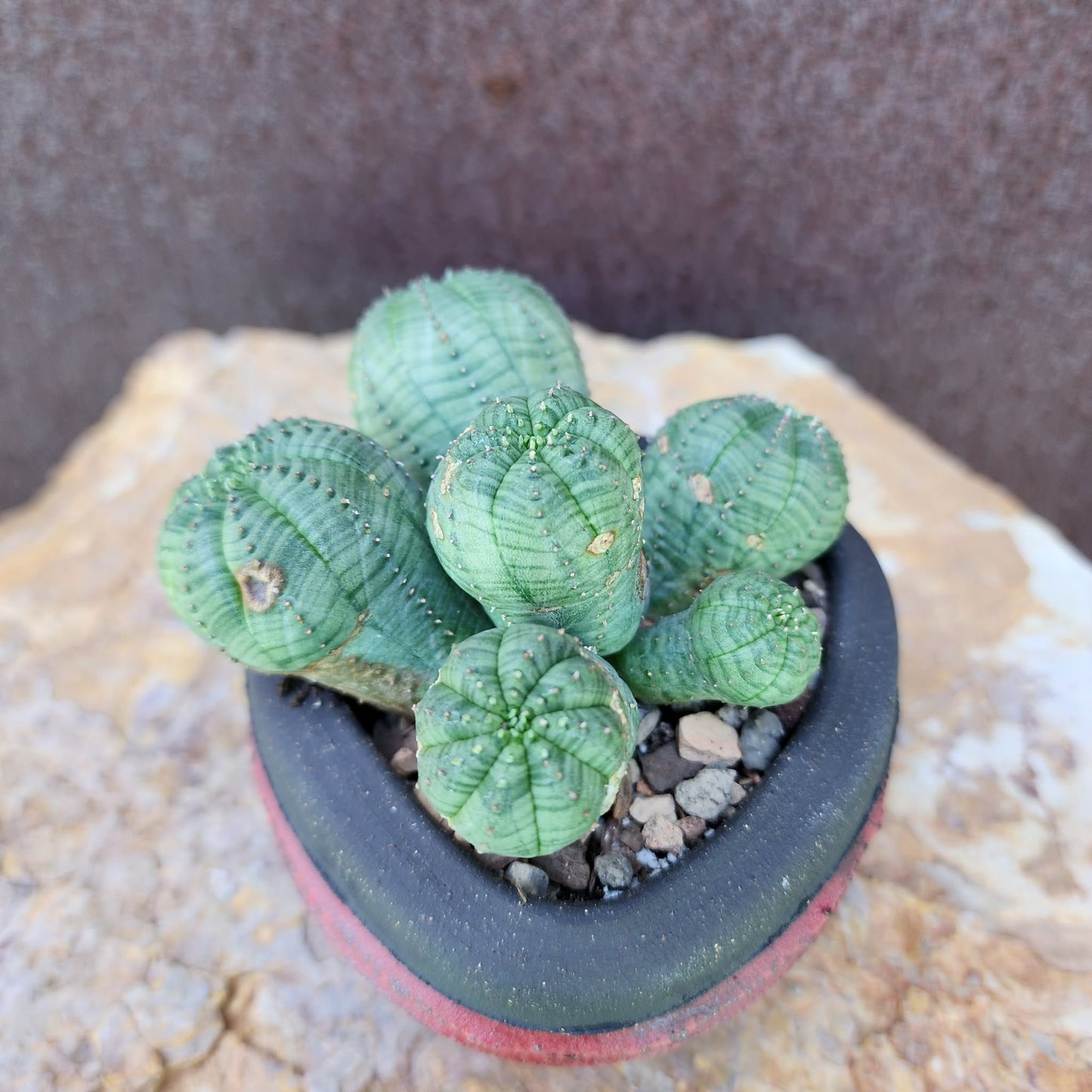 Euphorbia obesa - 6 Heads (Last one!)