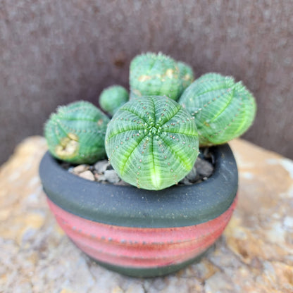 Euphorbia obesa - 6 Heads (Last one!)