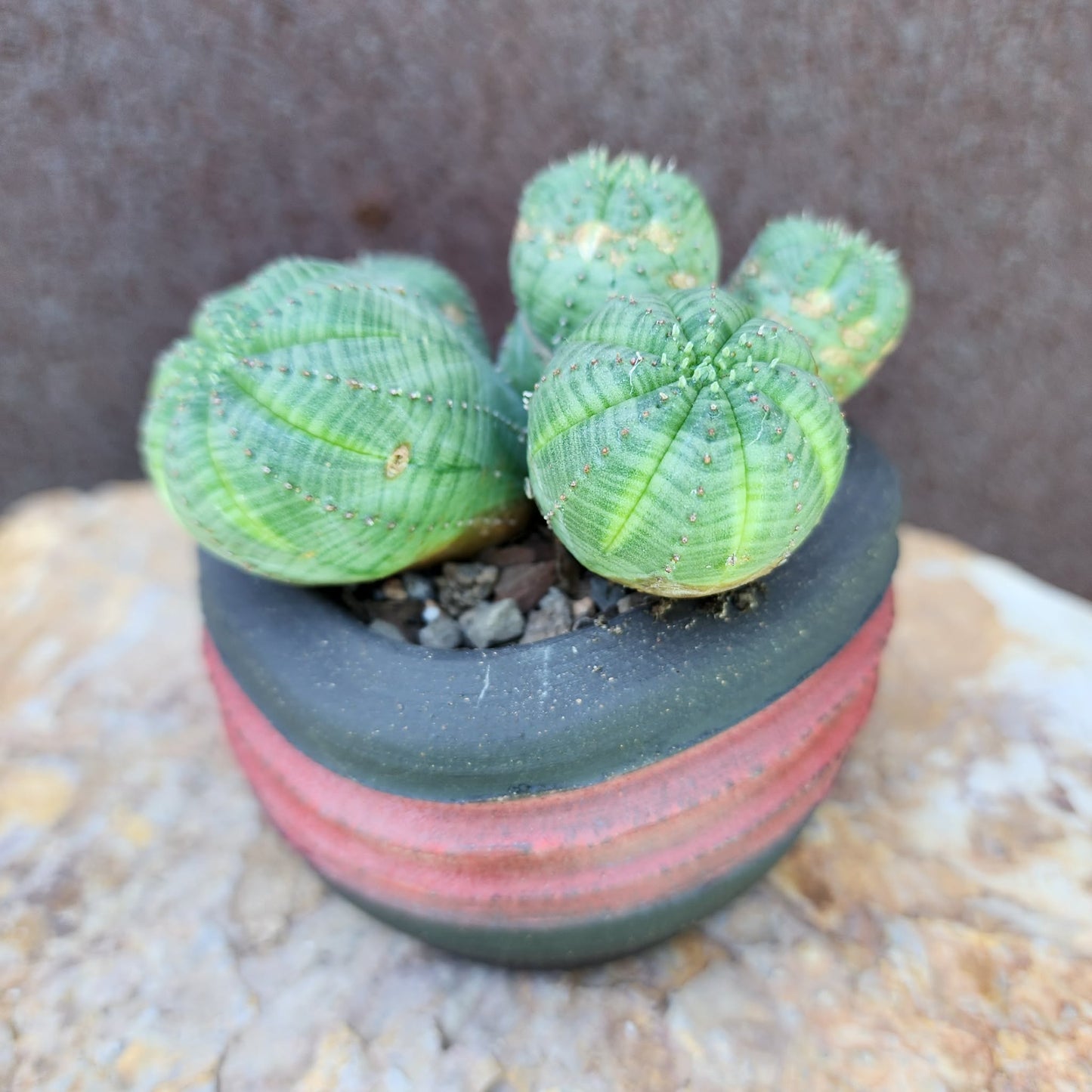 Euphorbia obesa - 6 Heads (Last one!)