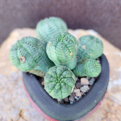 Euphorbia obesa - 6 Heads (Last one!)