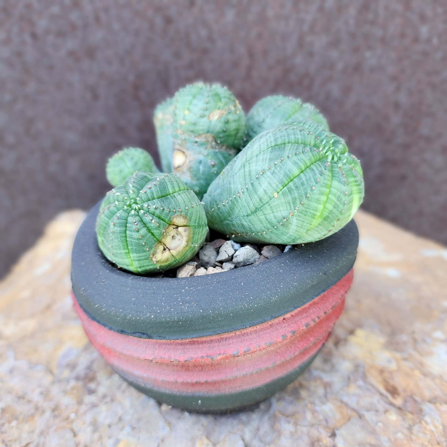 Euphorbia obesa - 6 Heads (Last one!)
