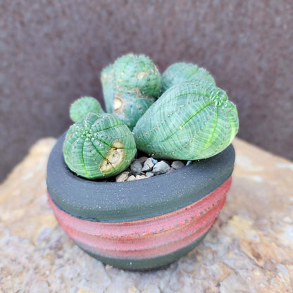 Euphorbia obesa - 6 Heads (Last one!)