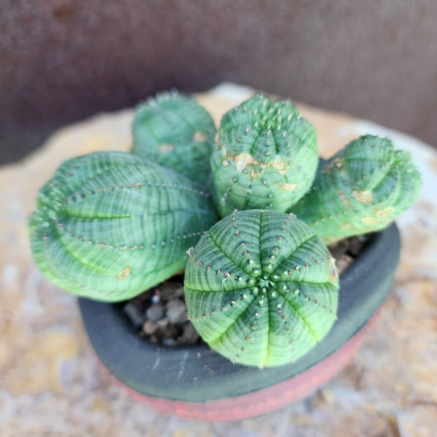 Euphorbia obesa - 6 Heads (Last one!)