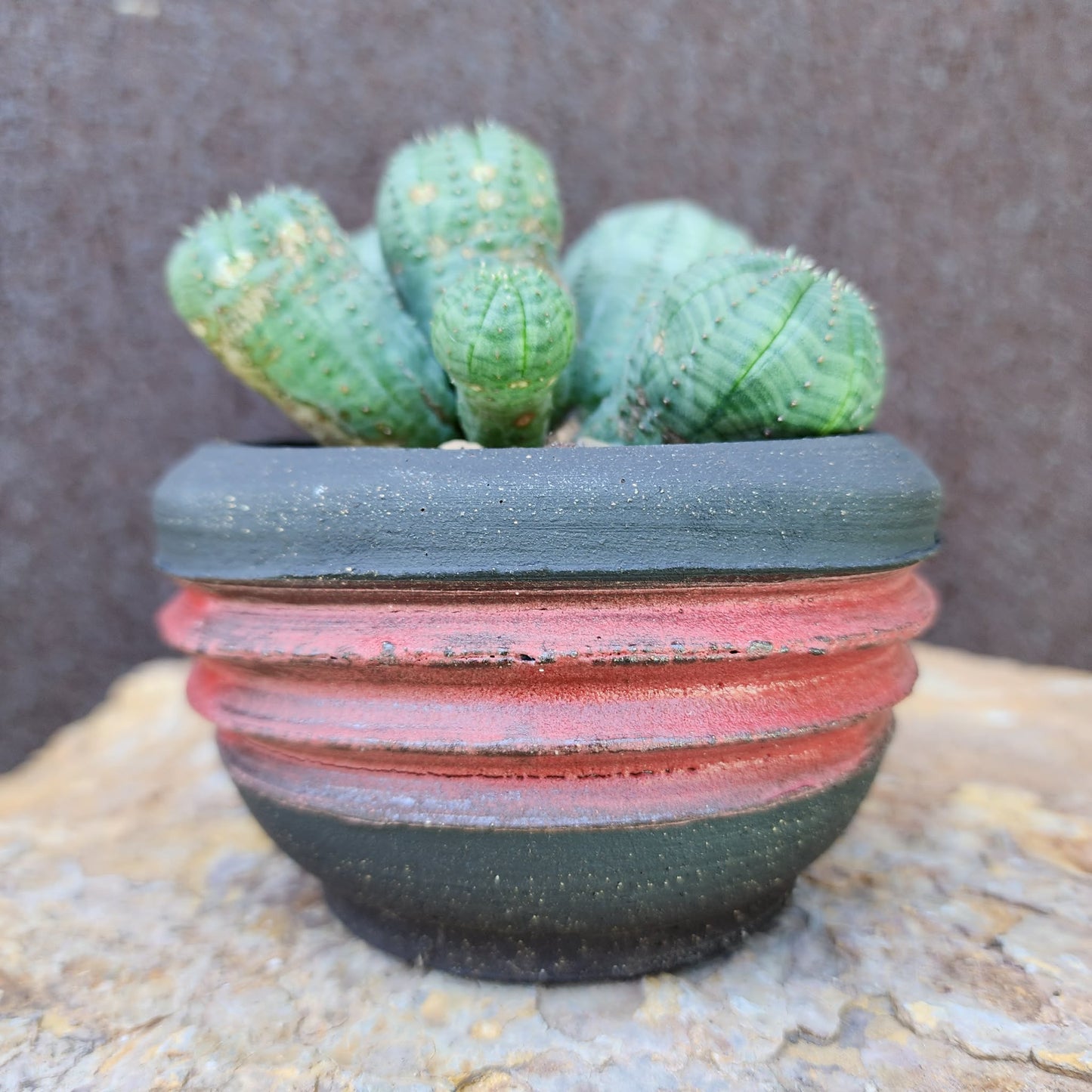 Euphorbia obesa - 6 Heads (Last one!)